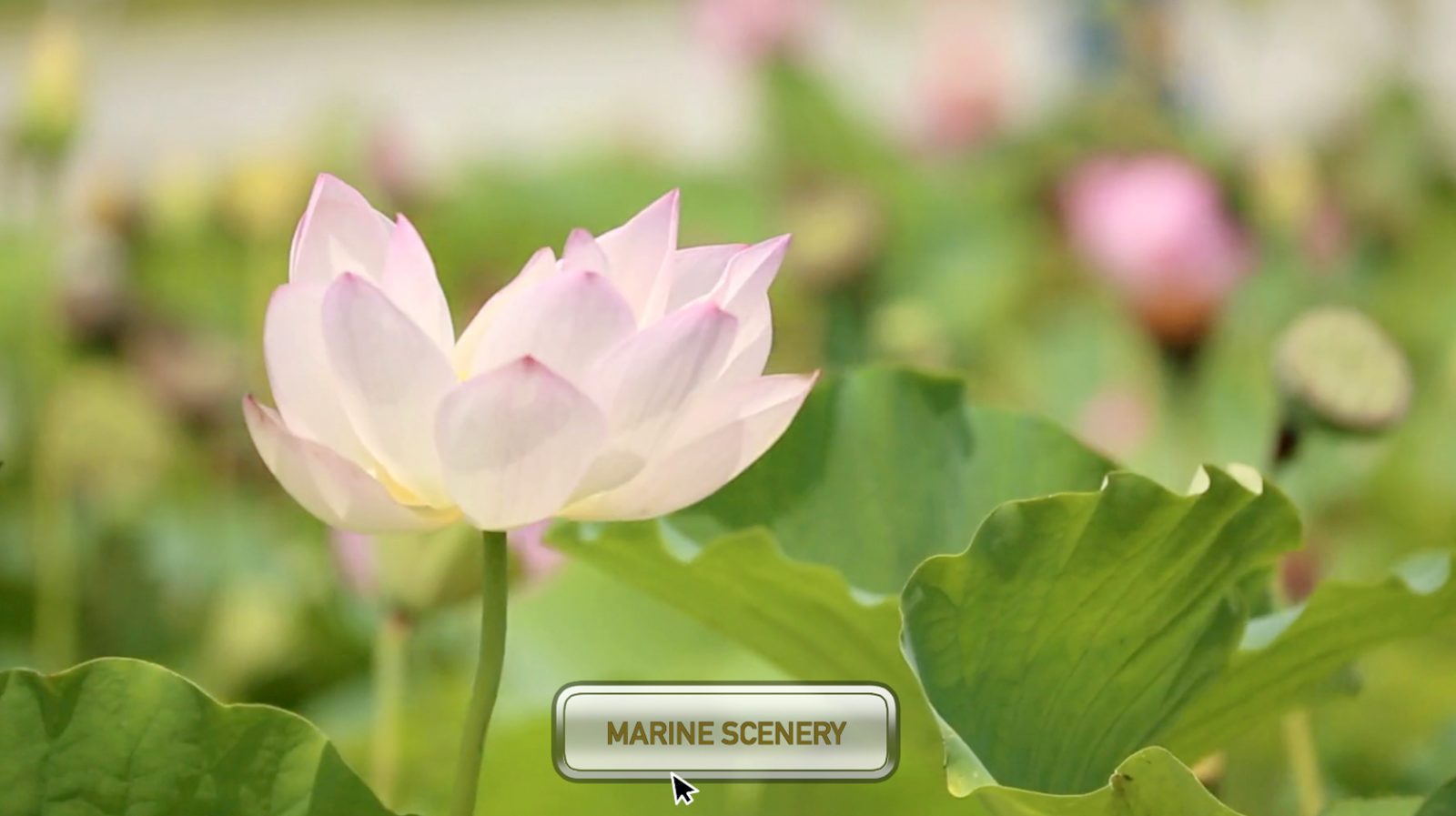UI Simulation for Final Cut Pro